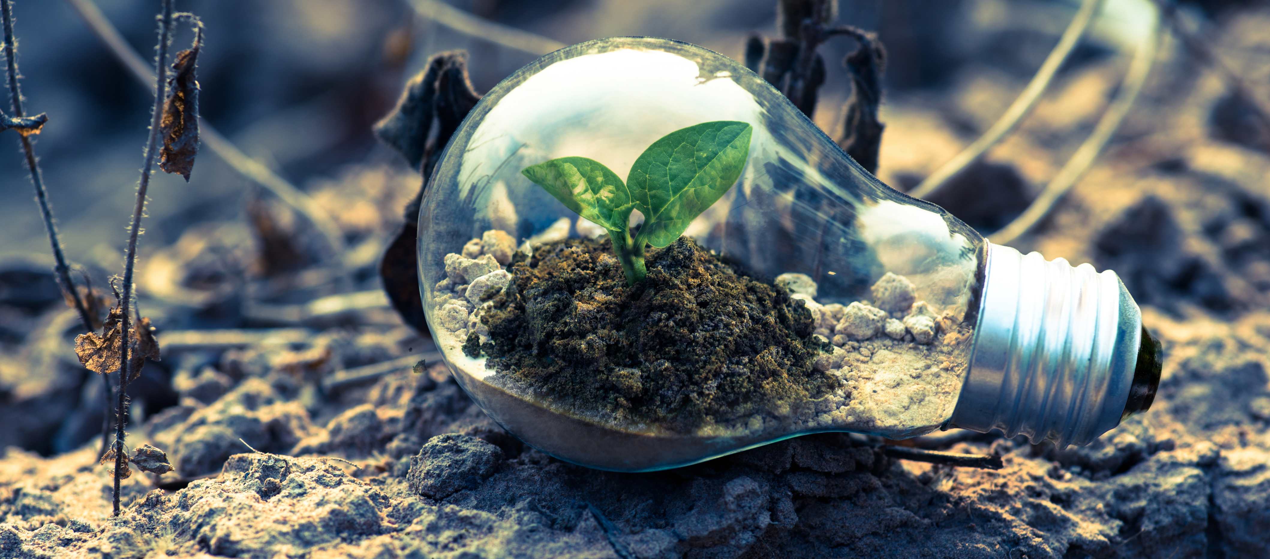 how to go green and recycle.